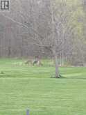 12259 BRAWN ROAD | Wainfleet Ontario | Slide Image Forty-one