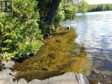 100 KILGORE Island | Addington Highlands Ontario | Slide Image Twelve