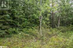 LOT 250 MCGUIRE BEACH Road | Kawartha Lakes Ontario | Slide Image Nine