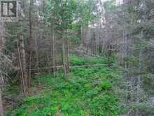 382 Old Webbwood Road Unit# Lot 1 | Sables-Spanish Rivers Ontario | Slide Image Eleven