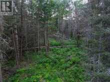 382 Old Webbwood Road Unit# Lot 1 | Sables-Spanish Rivers Ontario | Slide Image Thirteen
