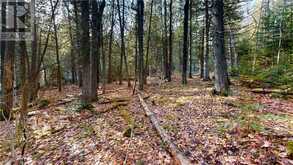 7 Sandy Point | Assiginack Ontario | Slide Image Twelve
