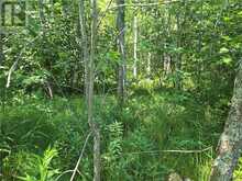 N/A 4th Line | Manitoulin Island Ontario | Slide Image Nine