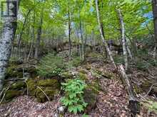 N/A McArthur Trail | Manitoulin Island Ontario | Slide Image Twelve