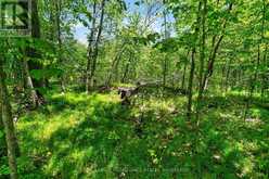 PT LTS 12 & 13 DEVIL LAKE ROAD | Westport Ontario | Slide Image Fifteen