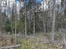 LOT 0 COUNTY ROAD 38 | Central Frontenac Ontario | Slide Image Seventeen