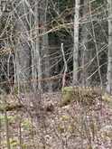 LOT 1 38 HIGHWAY | South Frontenac Ontario | Slide Image Thirty