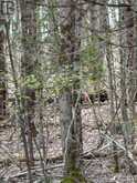 LOT 1 38 HIGHWAY | South Frontenac Ontario | Slide Image Thirty-one