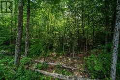 LOT 18, PART 3 TOWNLINE ROAD | Central Frontenac Ontario | Slide Image Twelve