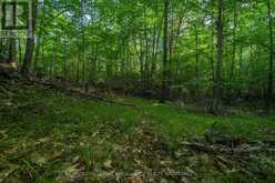 CON 11, LOT 6 HINCHINBROOKE ROAD | South Frontenac Ontario | Slide Image Nineteen