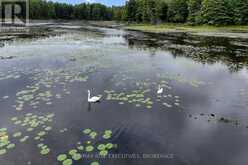 202 DEANS ISLAND ROAD | Rideau Lakes Ontario | Slide Image Forty-six