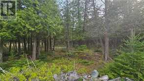 LT 254 PL 433 DORCAS BAY Road | Northern Bruce Peninsula Ontario | Slide Image Six