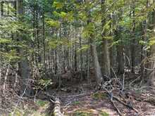 LOT 13 EAST Road | Northern Bruce Peninsula Ontario | Slide Image Twenty