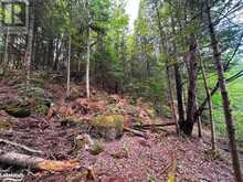 0 TIPPY'S Trail | Haliburton Ontario | Slide Image Eighteen