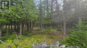 LT 254 PL 433 DORCAS BAY ROAD | Northern Bruce Peninsula Ontario | Slide Image Six