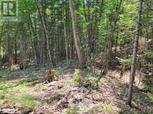 LOT 5 FAIRY FALLS ROAD | Baysville Ontario | Slide Image Twelve