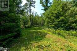 70547 SEVERN RIVER Shore | Coldwater Ontario | Slide Image Twenty-nine