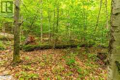 18.4 ACRES ADELINE Trail | Haliburton Ontario | Slide Image Thirteen