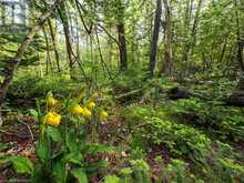 LT31-32 BIG TUB ROAD | Tobermory Ontario | Slide Image Ten