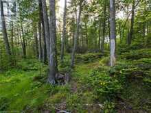 LT31-32 BIG TUB ROAD | Tobermory Ontario | Slide Image Twelve