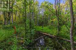 PT 9/10 HIGHWAY 6 | Miller Lake Ontario | Slide Image Twenty-five