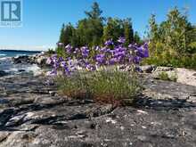 90 GREENOUGH POINT ROAD | Lion's Head Ontario | Slide Image Forty-one