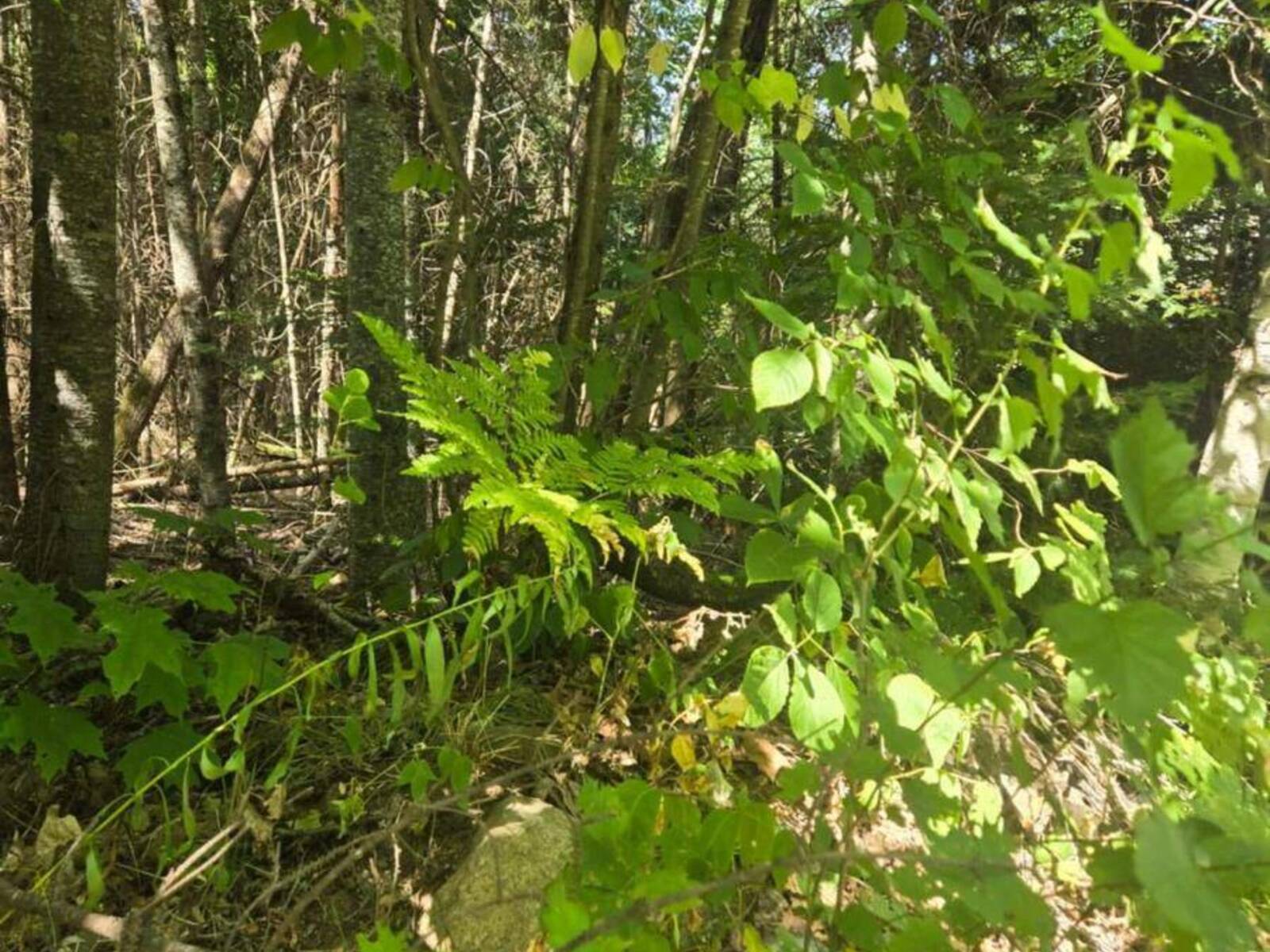 0 MACDUFF ROAD ACRES E, Highlands East, Ontario K0L 3C0