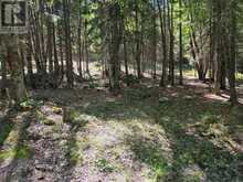 00 WHITNEY ROAD | Emsdale Ontario | Slide Image Two