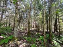 0 BARRETT ROAD | Parry Sound Ontario | Slide Image Sixteen