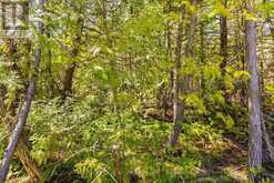 PART FM LOT 4 CHI SIN TIB DEK ROAD | Tobermory Ontario | Slide Image Seven