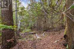 PART FARM LOT 4 CHI SIN TIB DEK ROAD | Tobermory Ontario | Slide Image Six