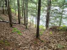 LOT 9 & 10 CONCESSION 5 | Baysville Ontario | Slide Image Fifteen