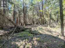 PT LT 56 CON 4 CAPE HURD ROAD | Tobermory Ontario | Slide Image Nine