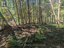 PT LT 56 CON 4 CAPE HURD ROAD | Tobermory Ontario | Slide Image Twenty-one