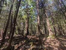 PT LT 56 CON 4 CAPE HURD ROAD | Tobermory Ontario | Slide Image Twelve