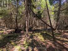 PT LT 56 CON 4 CAPE HURD ROAD | Tobermory Ontario | Slide Image Thirteen
