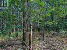 0 LANGFORD ROAD | Baysville Ontario | Slide Image Four