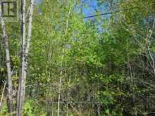LOT 11 PLAN 580 NORTH DRIVE | Haliburton Ontario | Slide Image Four
