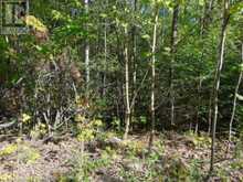 LOT 11 PLAN 580 NORTH DRIVE | Haliburton Ontario | Slide Image Nine