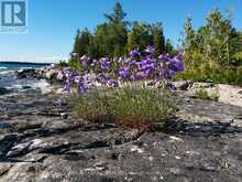 90 GREENOUGH POINT ROAD | Lion's Head Ontario | Slide Image Forty-two