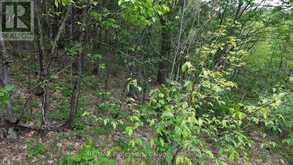 0 TRAPPER'S TRAIL ROAD | Haliburton Ontario | Slide Image Thirteen