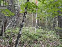 0 TRAPPER'S TRAIL ROAD | Haliburton Ontario | Slide Image Twenty-five