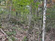 0 TRAPPER'S TRAIL ROAD | Haliburton Ontario | Slide Image Twenty-nine