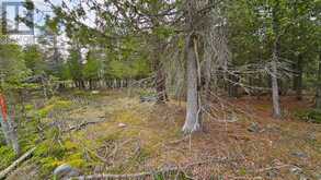 LT 255 PEDWELL PT. DRIVE | Tobermory Ontario | Slide Image Twelve