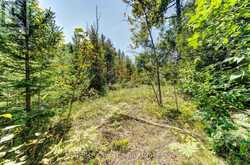 LOT 55 55TH STREET S | Wasaga Beach Ontario | Slide Image Twenty-one