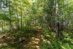 2 - 2991 MUSKOKA RD 117 ROAD | Baysville Ontario | Slide Image Thirteen