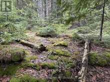 PT LT35 CON 3 WBR PT 77 CONCESSION | Lion's Head Ontario | Slide Image Eight