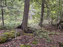 PT LT35 CON 3 WBR PT 77 CONCESSION | Lion's Head Ontario | Slide Image Nine