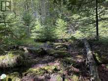 PT LT35 CON 3 WBR PT 77 CONCESSION | Lion's Head Ontario | Slide Image Ten