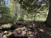 PT LT35 CON 3 WBR PT 77 CONCESSION | Lion's Head Ontario | Slide Image Eleven